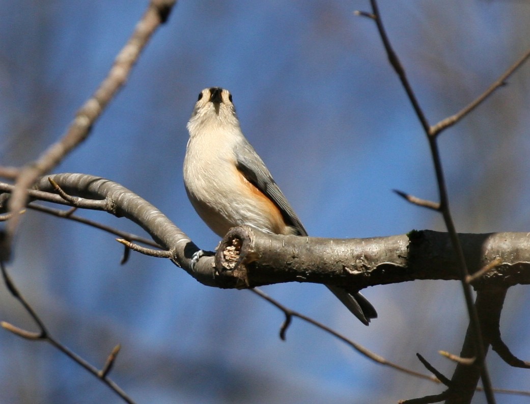 Tufted Titmouse - ML41552591