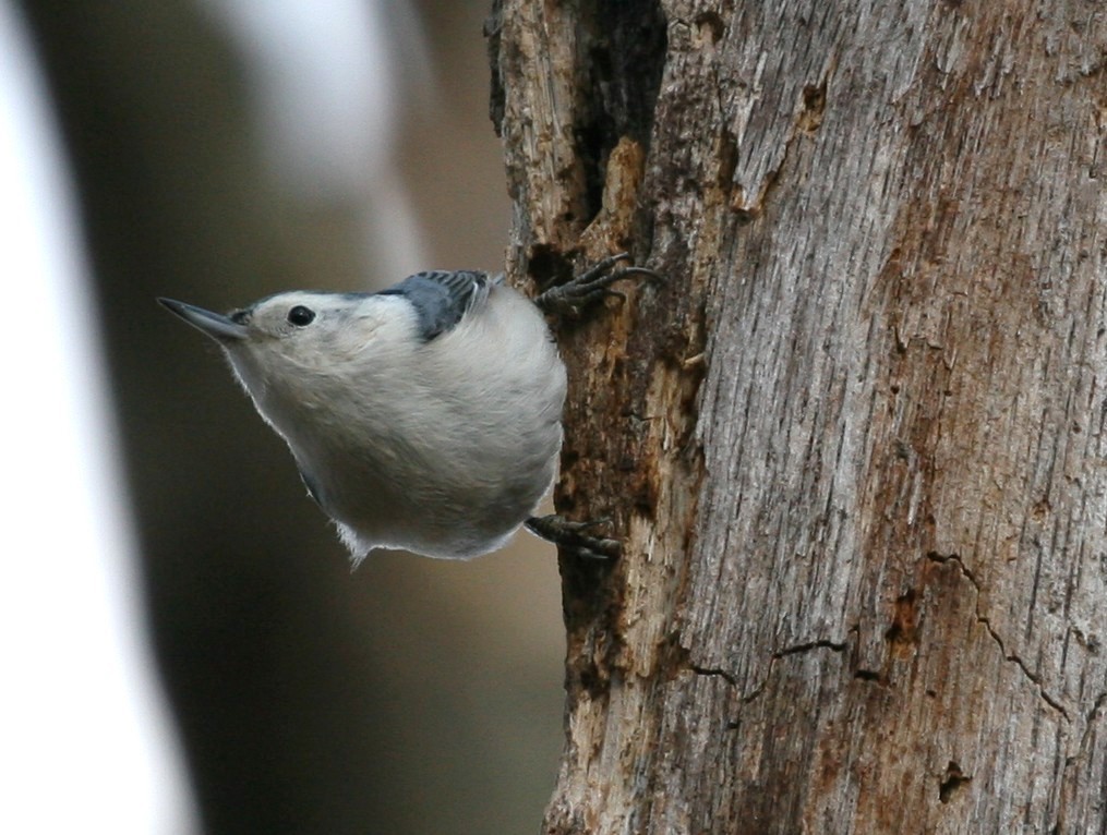 White-breasted Nuthatch - ML41552601