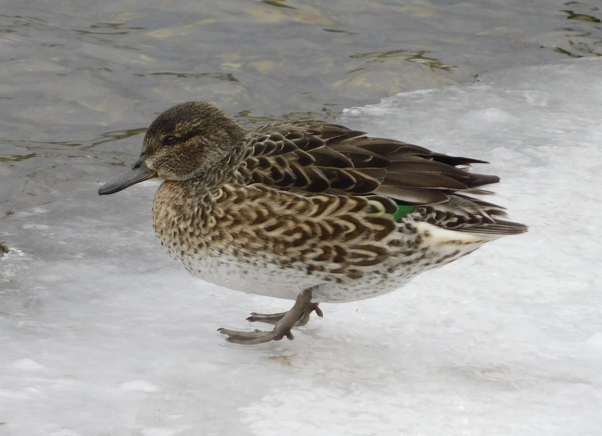 Ногоохон нугас - ML415526071