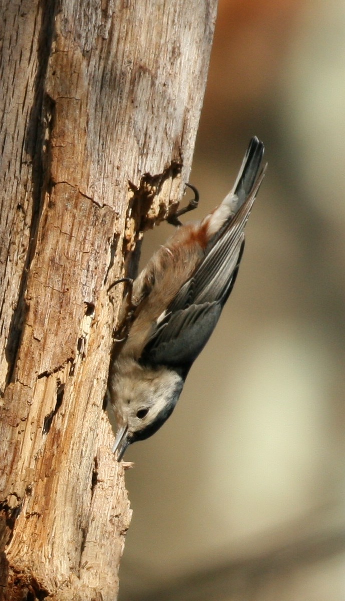 White-breasted Nuthatch - ML41552611