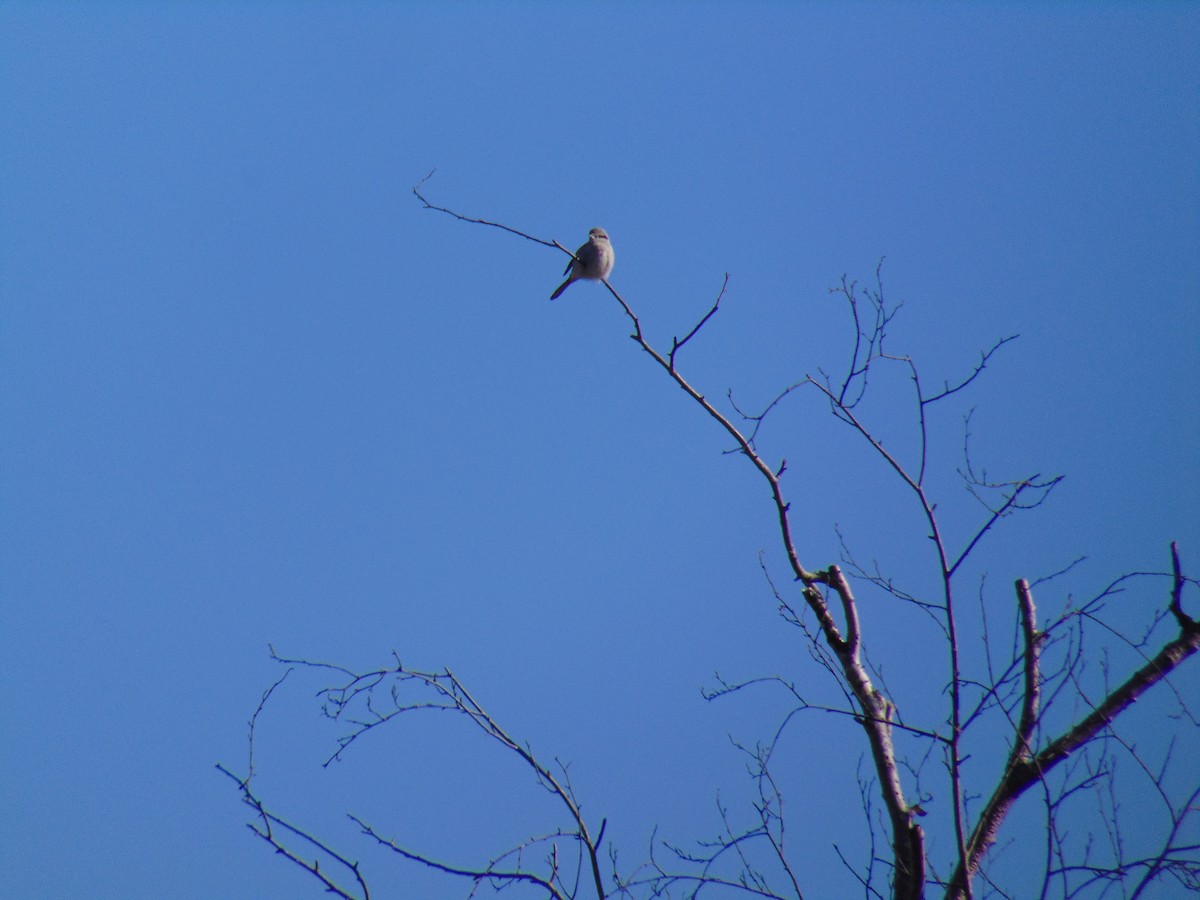 Northern Shrike - Maryann  Clark