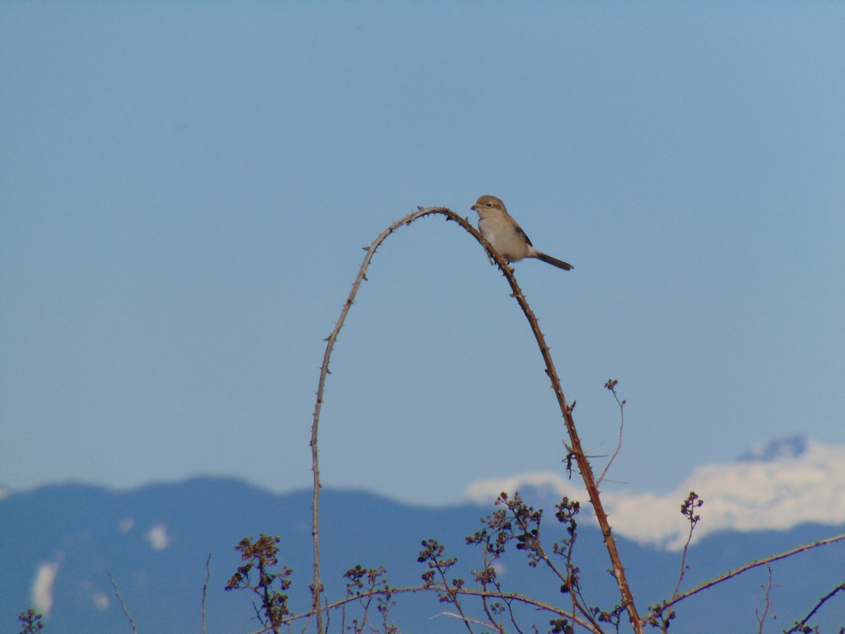 Northern Shrike - ML415526481