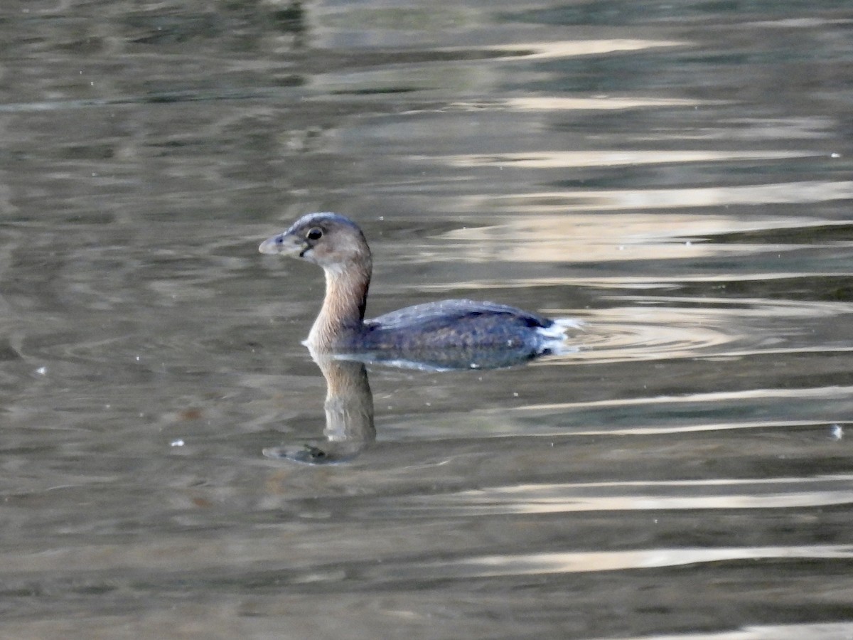 Pied-billed Grebe - ML415527751