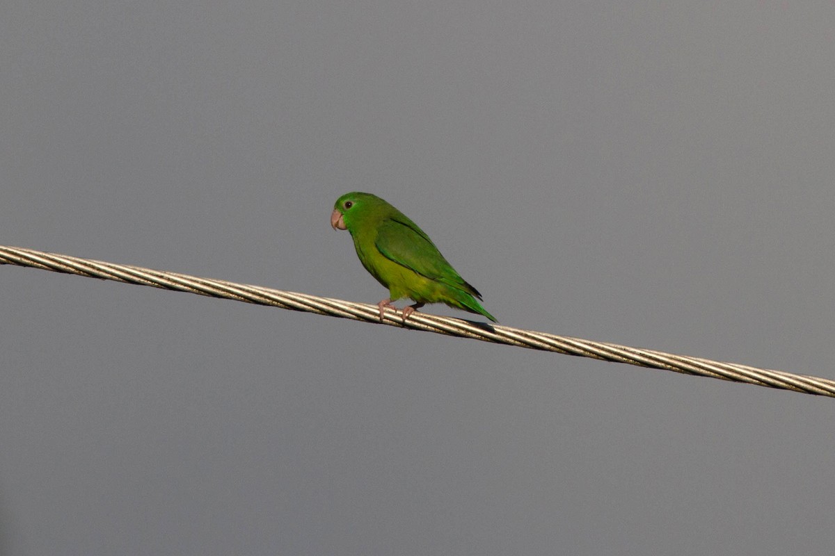 Spectacled Parrotlet - Ryan Shaw