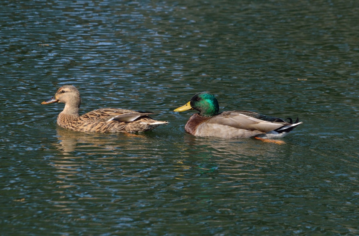 Mallard - Vicki Bachner