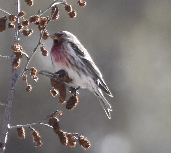 Common Redpoll - ML415529491