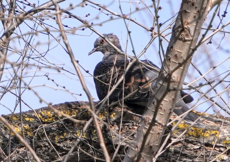 Oriental Turtle-Dove - ML415529841