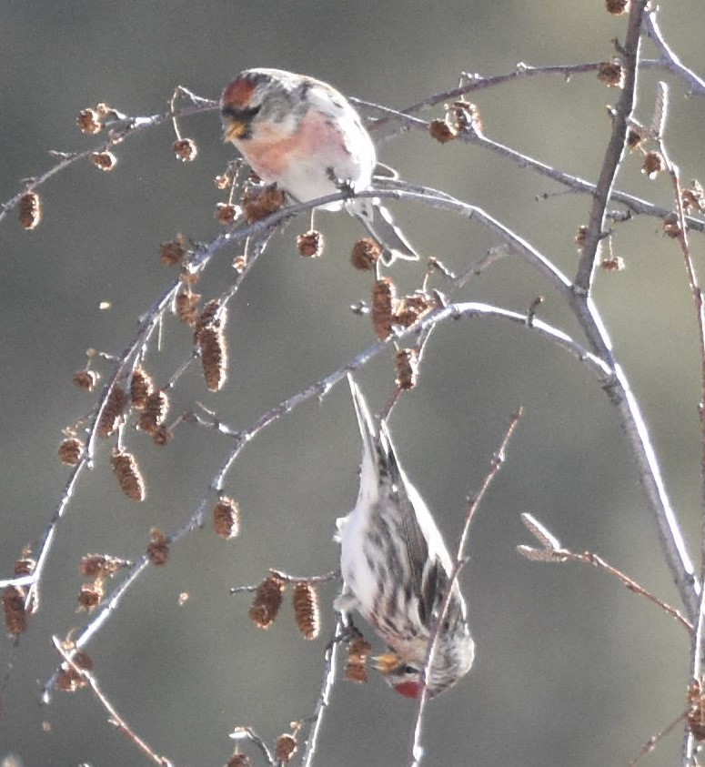 Common Redpoll - ML415530211