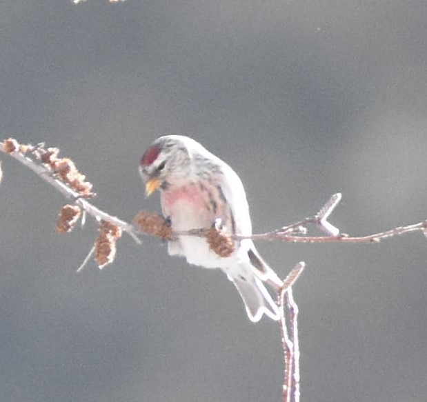 Common Redpoll - ML415530941