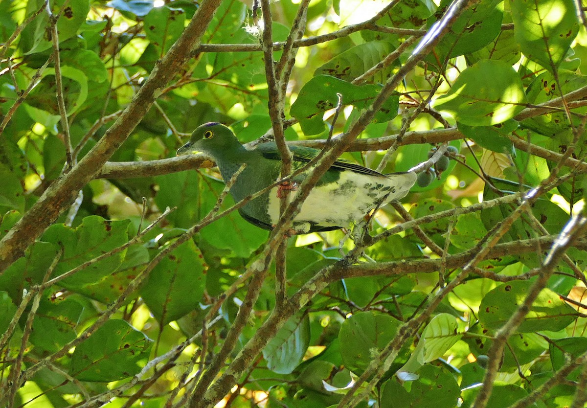 Superb Fruit-Dove - ML41553101