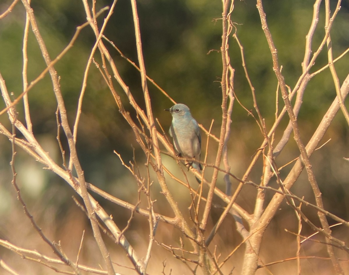 Mountain Bluebird - ML415531181