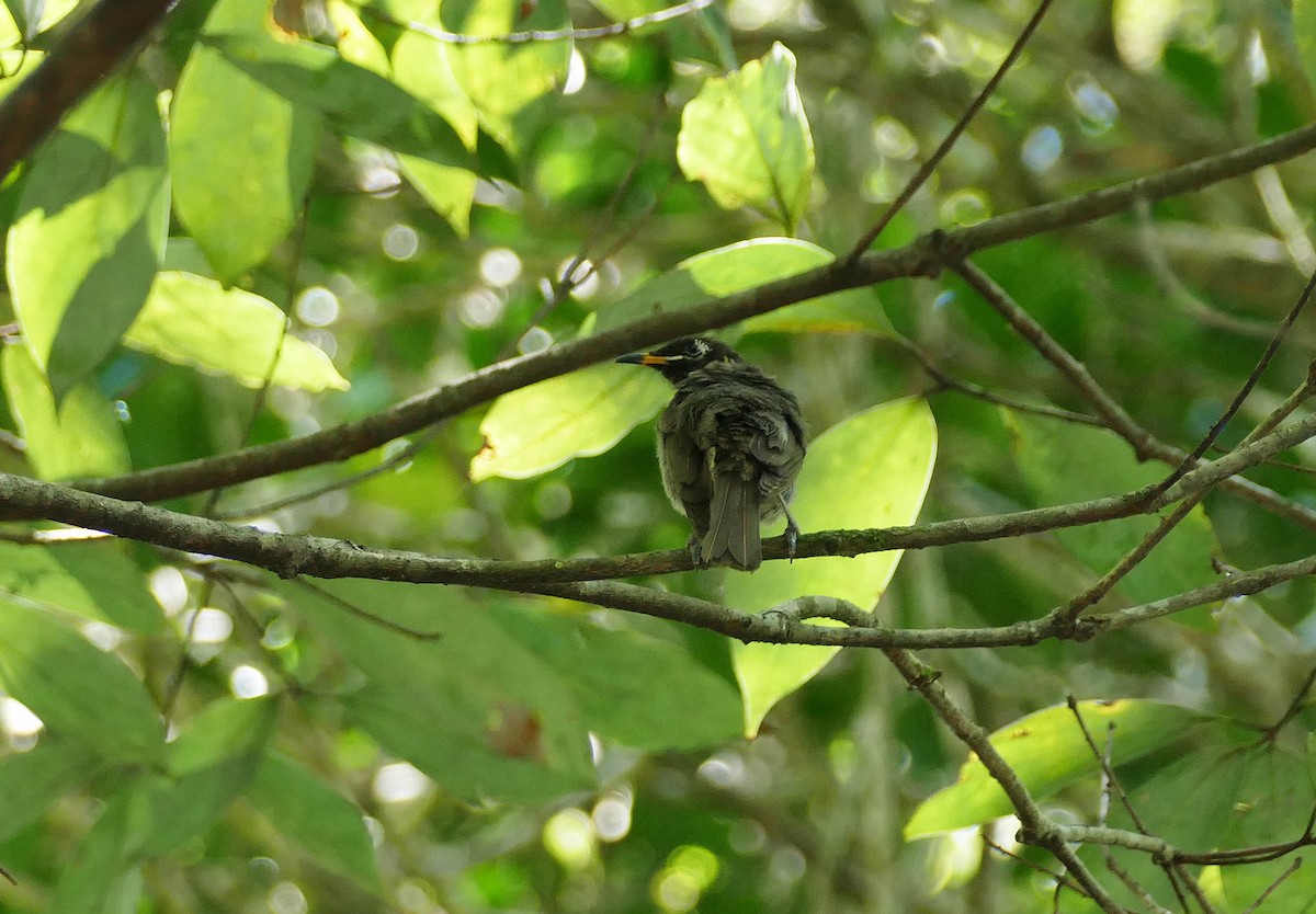 Bridled Honeyeater - ML41553181