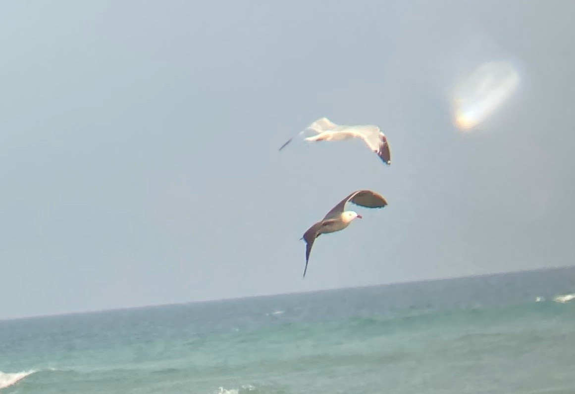 Heermann's Gull - ML415532001