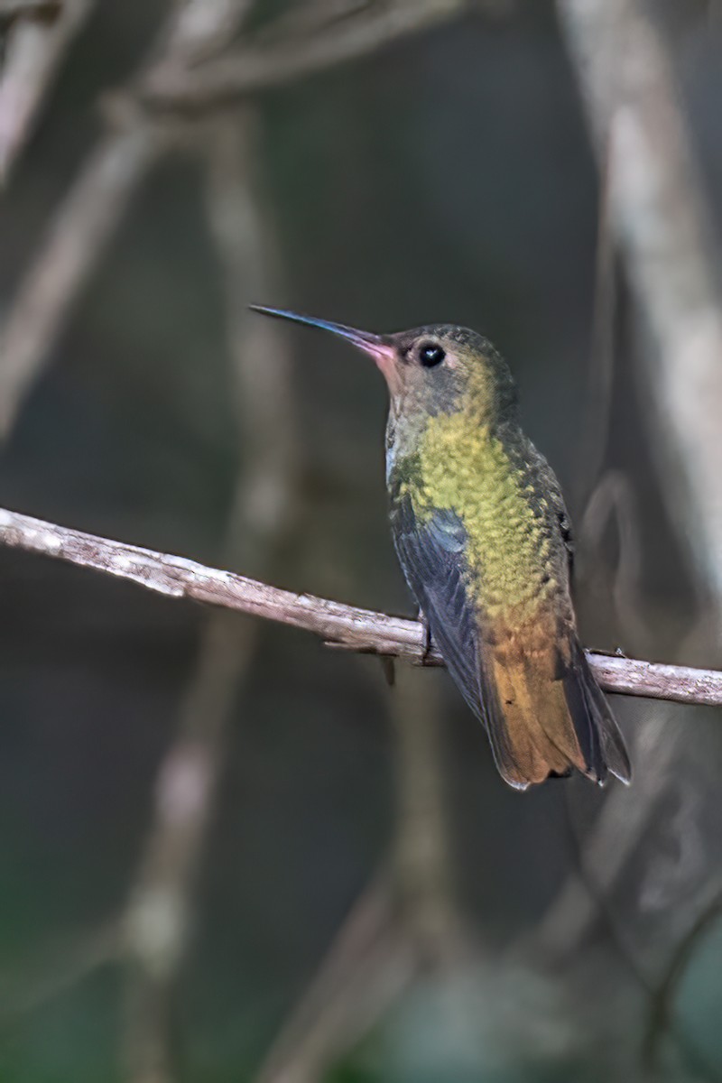 kolibřík zlacený - ML415532521