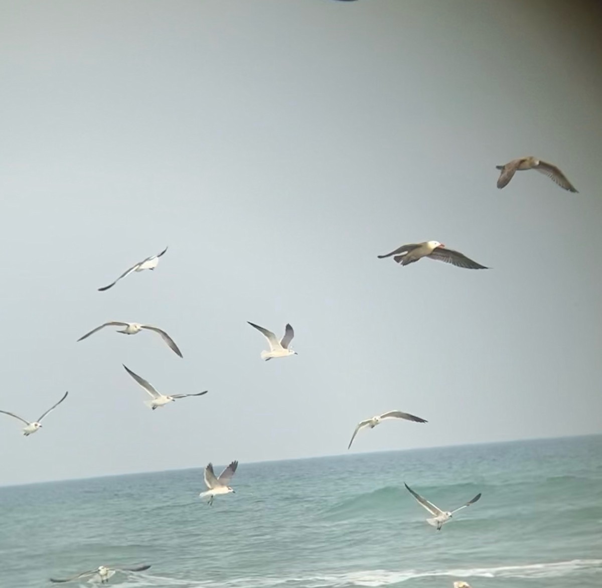 Heermann's Gull - ML415532611