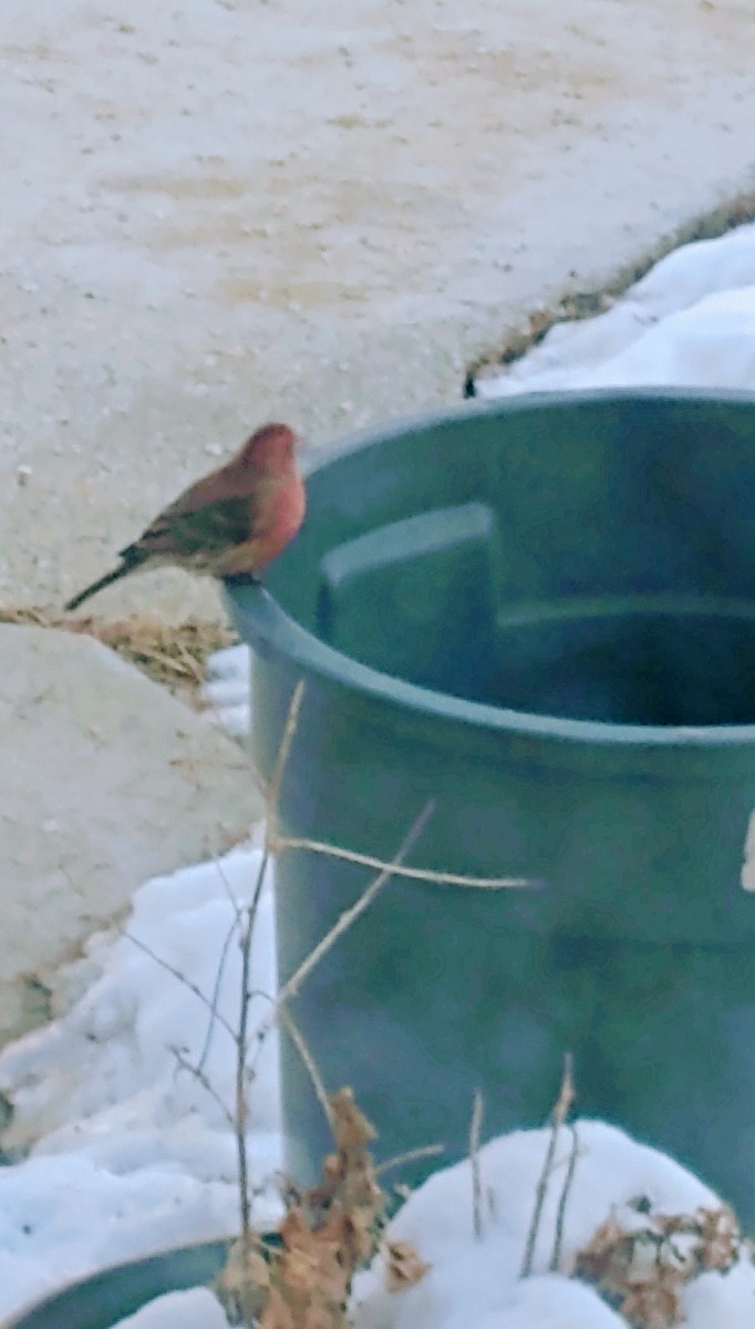 House Finch - ML415532671