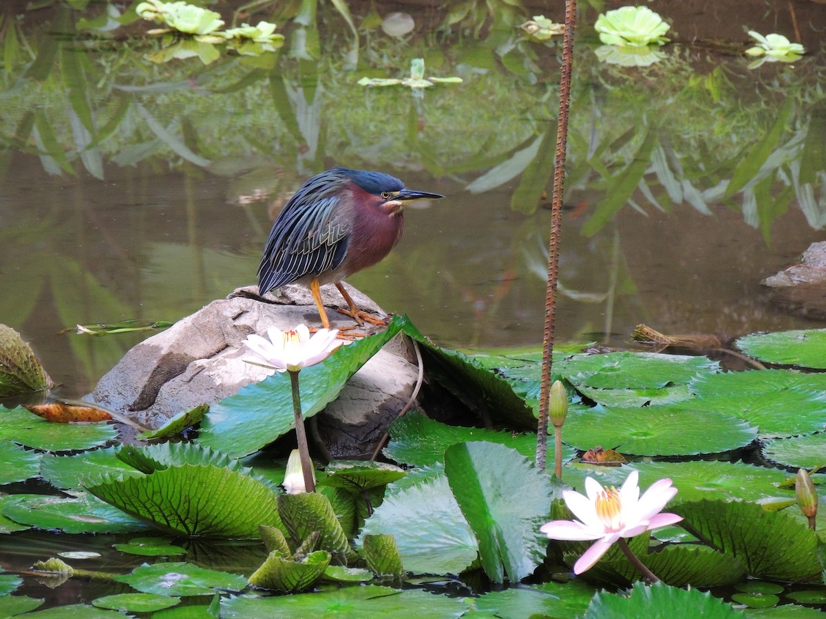 Green Heron - Roger Lambert