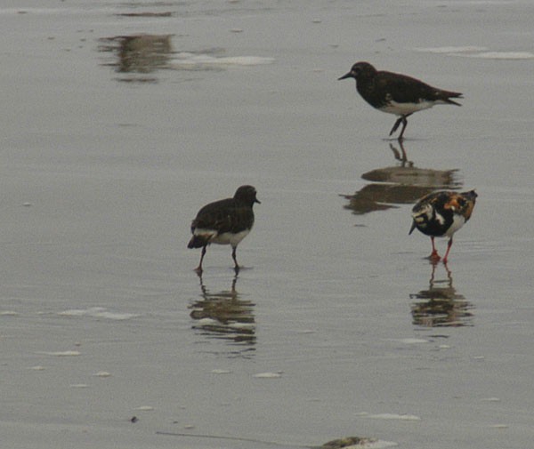 Ruddy Turnstone - ML415533911