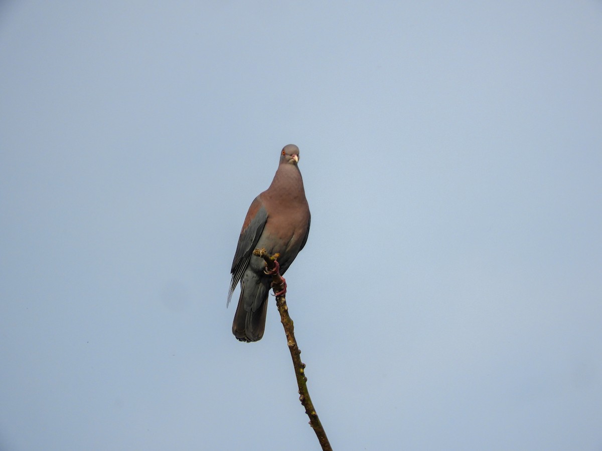 Pigeon à bec rouge - ML415535641