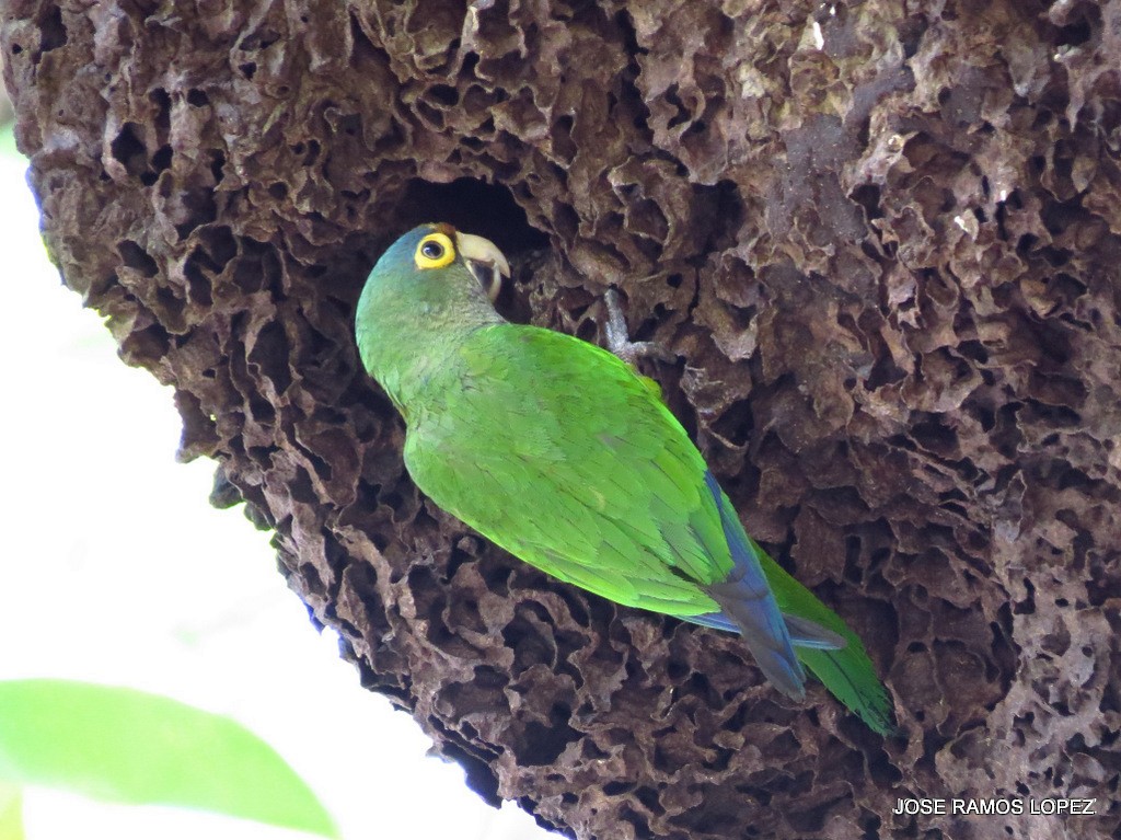 Aratinga Frentinaranja - ML41553601