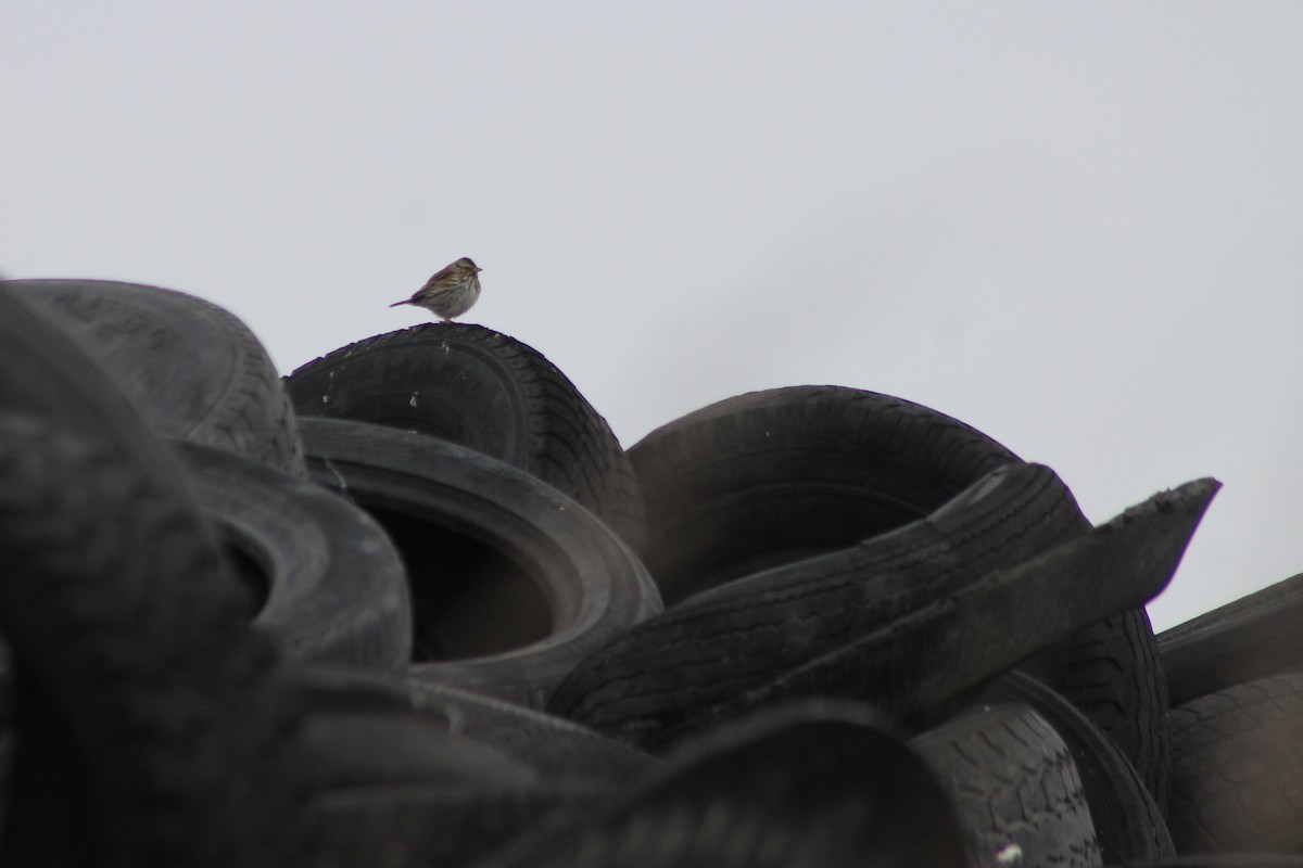 Savannah Sparrow - John Shamgochian