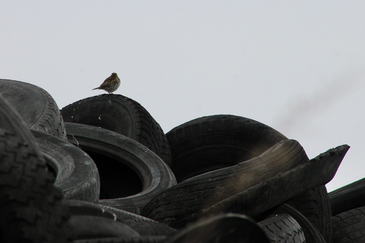 Savannah Sparrow - ML415536071