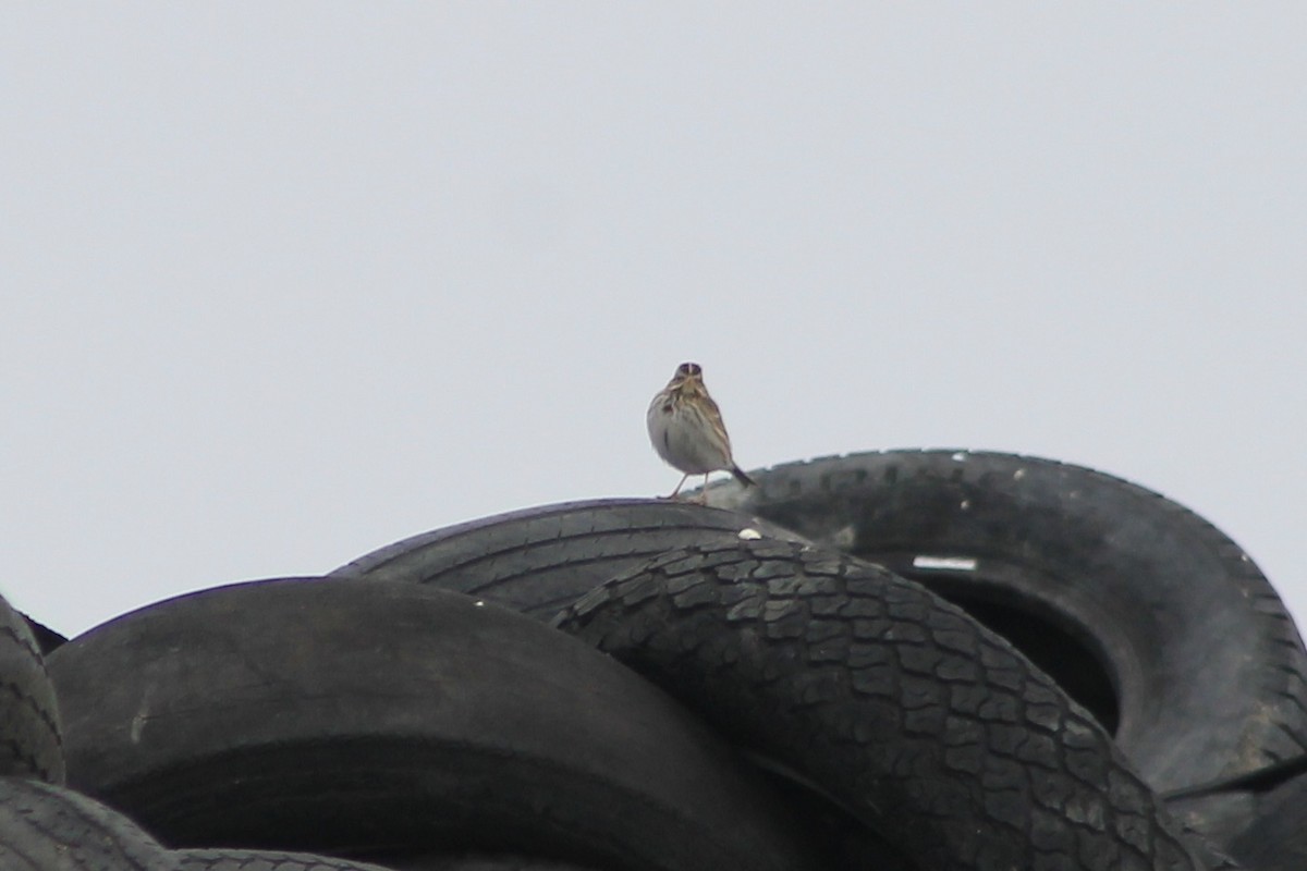 Savannah Sparrow - ML415536151
