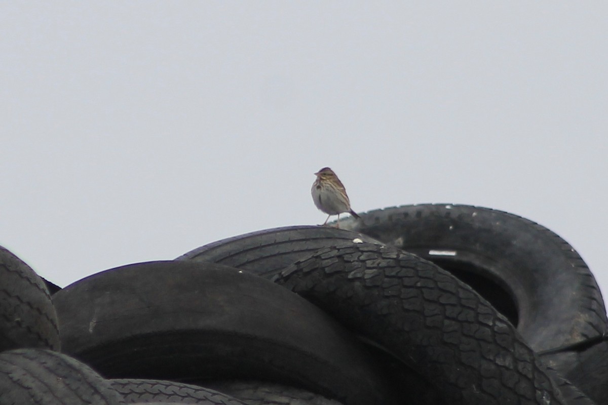 Savannah Sparrow - ML415536161