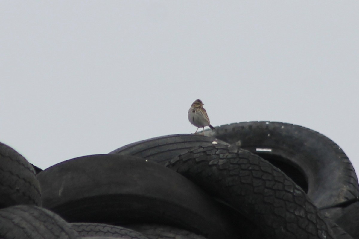 Savannah Sparrow - ML415536171