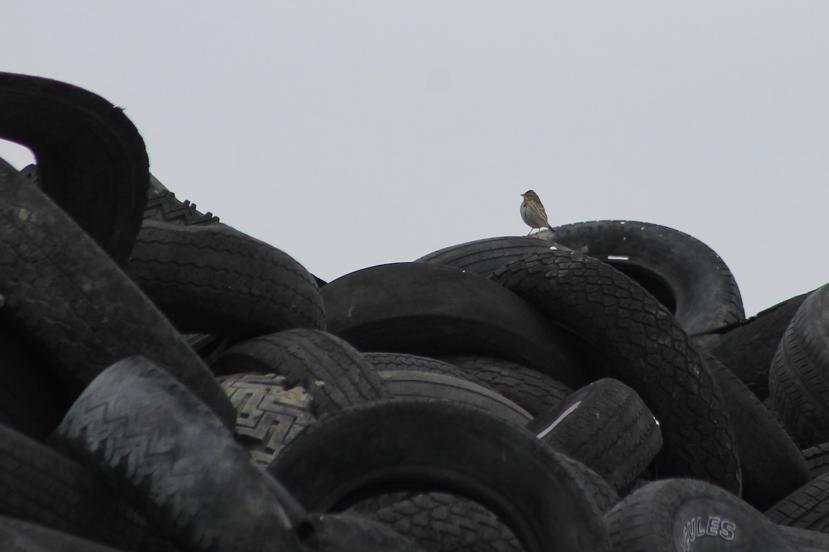 Savannah Sparrow - ML415536181