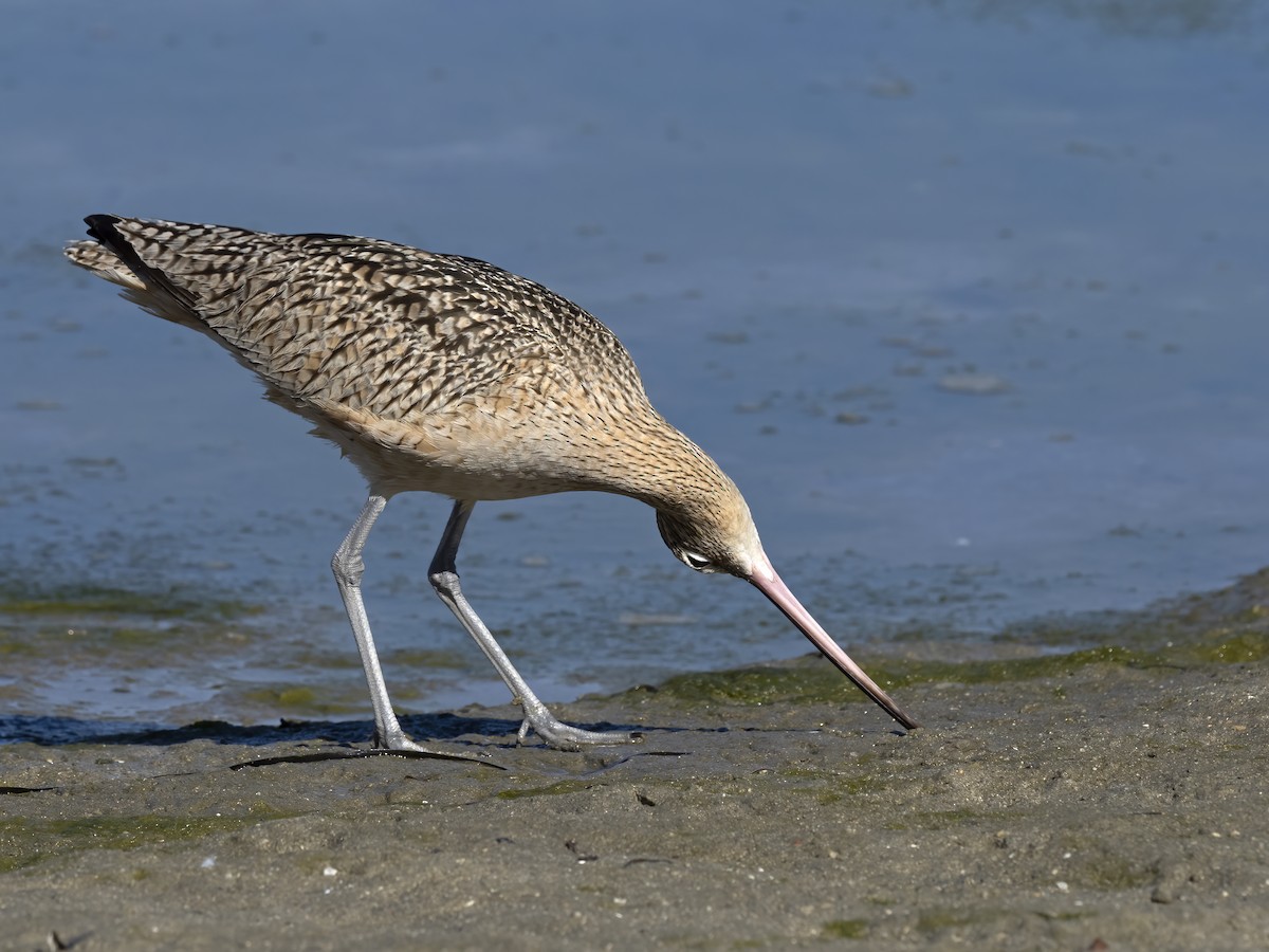 Long-billed Curlew - ML415536531