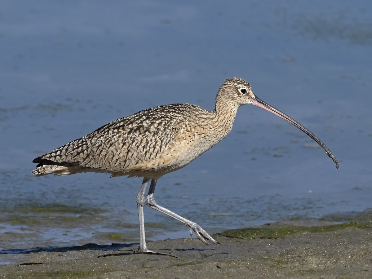 Long-billed Curlew - ML415536671