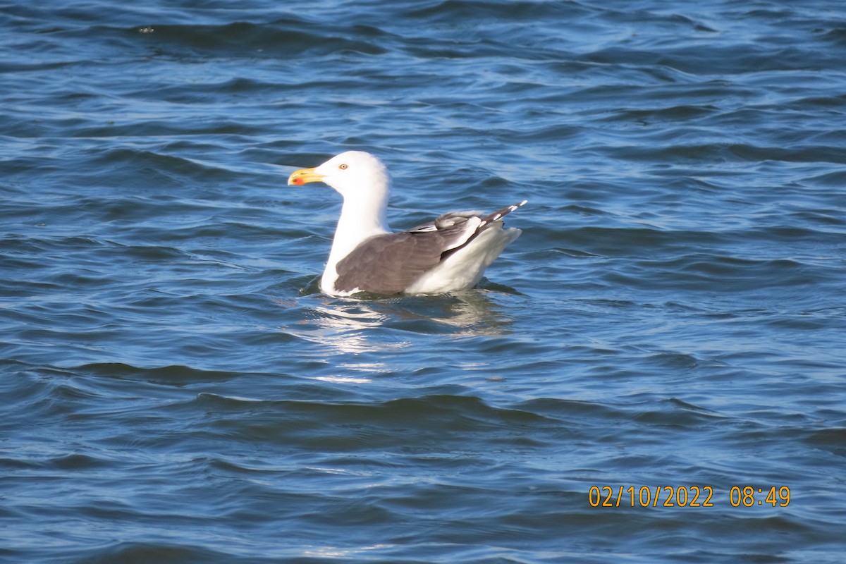 Great Black-backed Gull - ML415536861