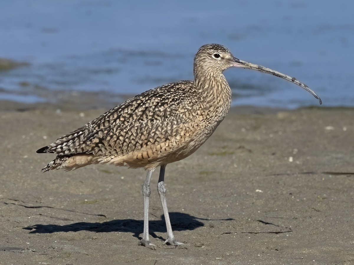 Long-billed Curlew - ML415536971