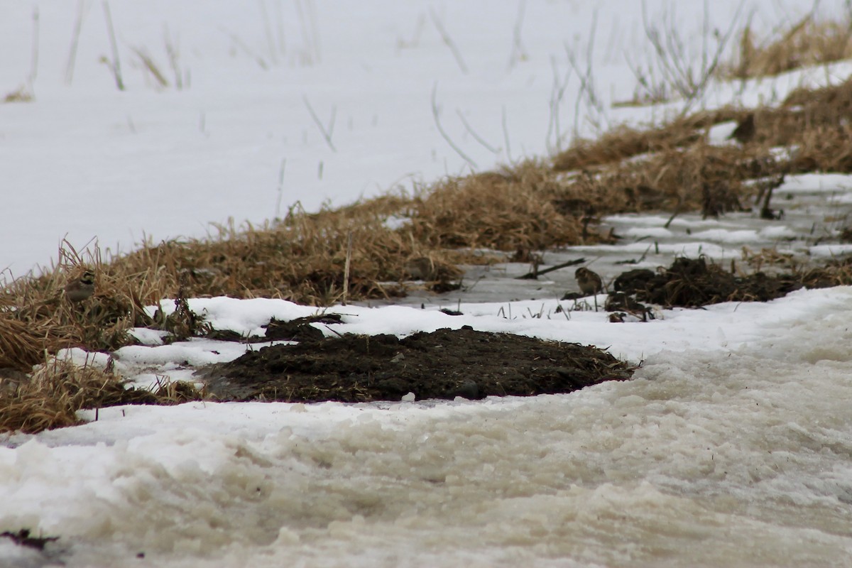 Lapland Longspur - John Shamgochian