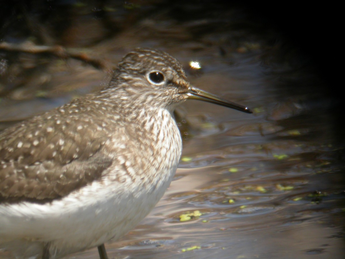 Solitary Sandpiper - ML415537141