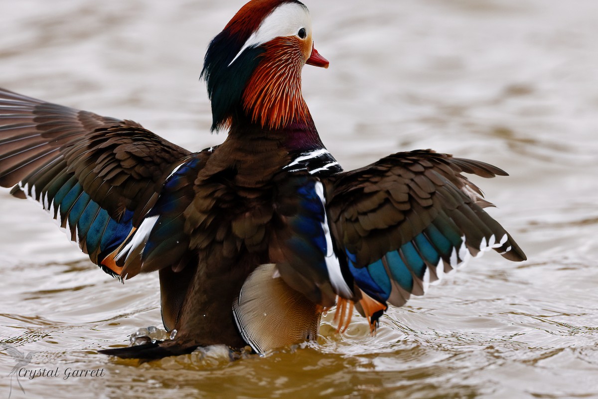 Mandarin Duck - ML415537541