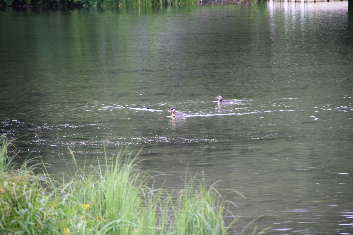 Red-necked Grebe - ML415537871