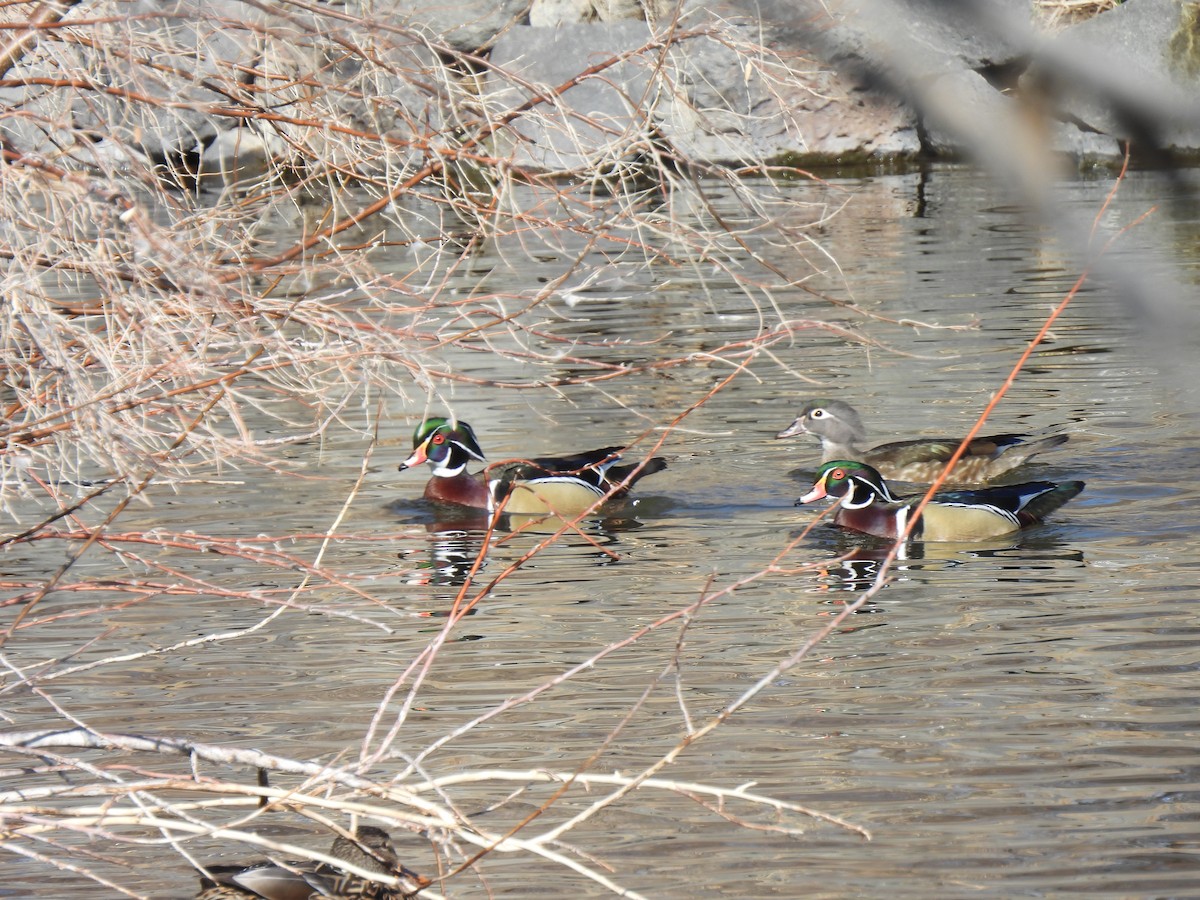 Wood Duck - ML415538621