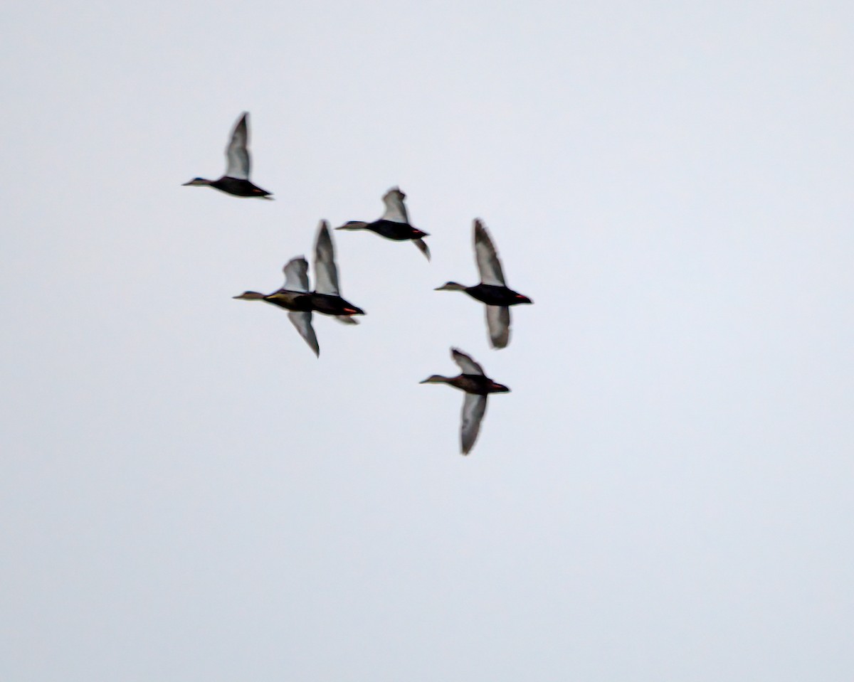 American Black Duck - ML415538821