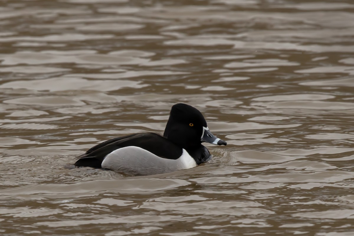 Ring-necked Duck - ML415539551