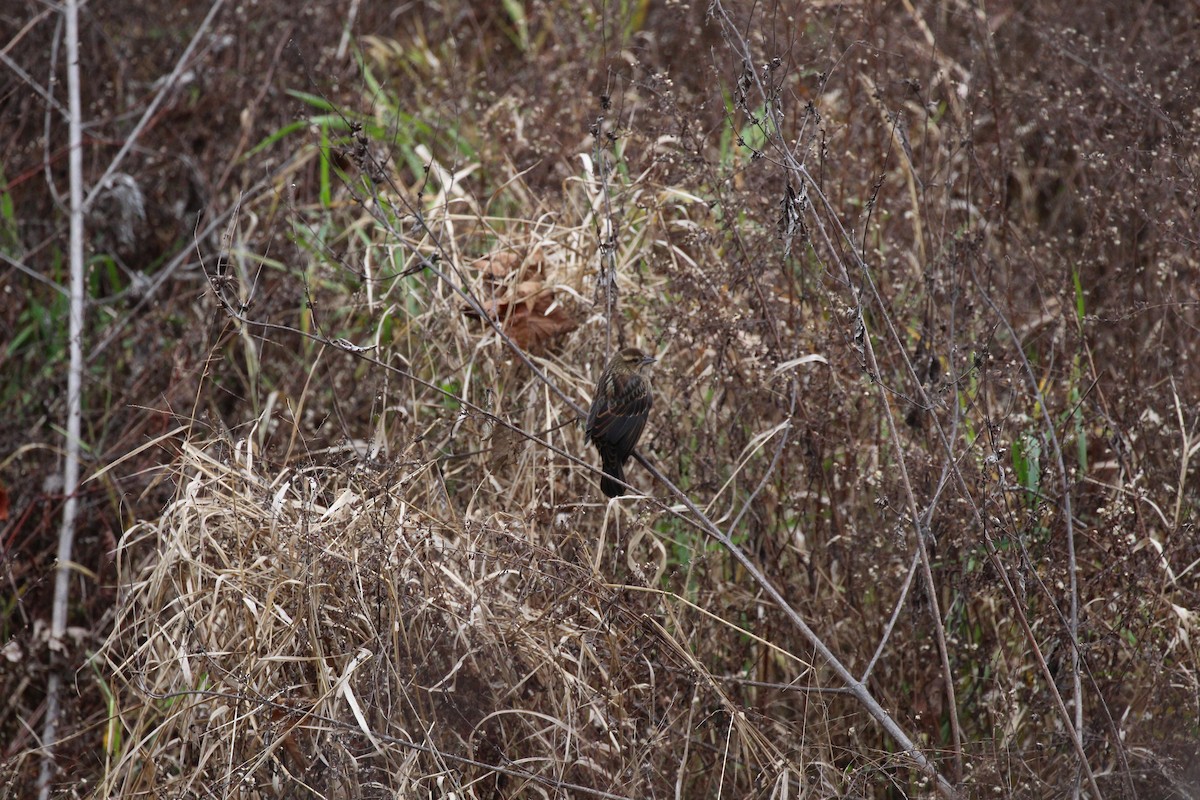 Red-winged Blackbird - Russell Allison