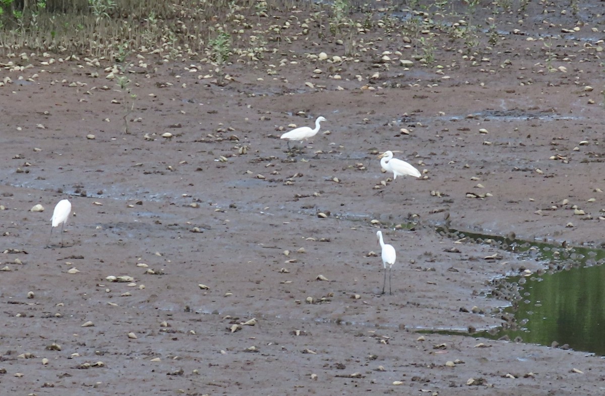 Medium Egret - ML415540651