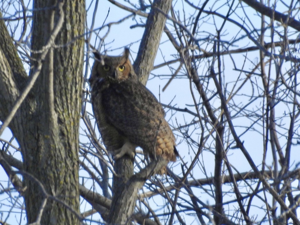 Great Horned Owl - ML415540881
