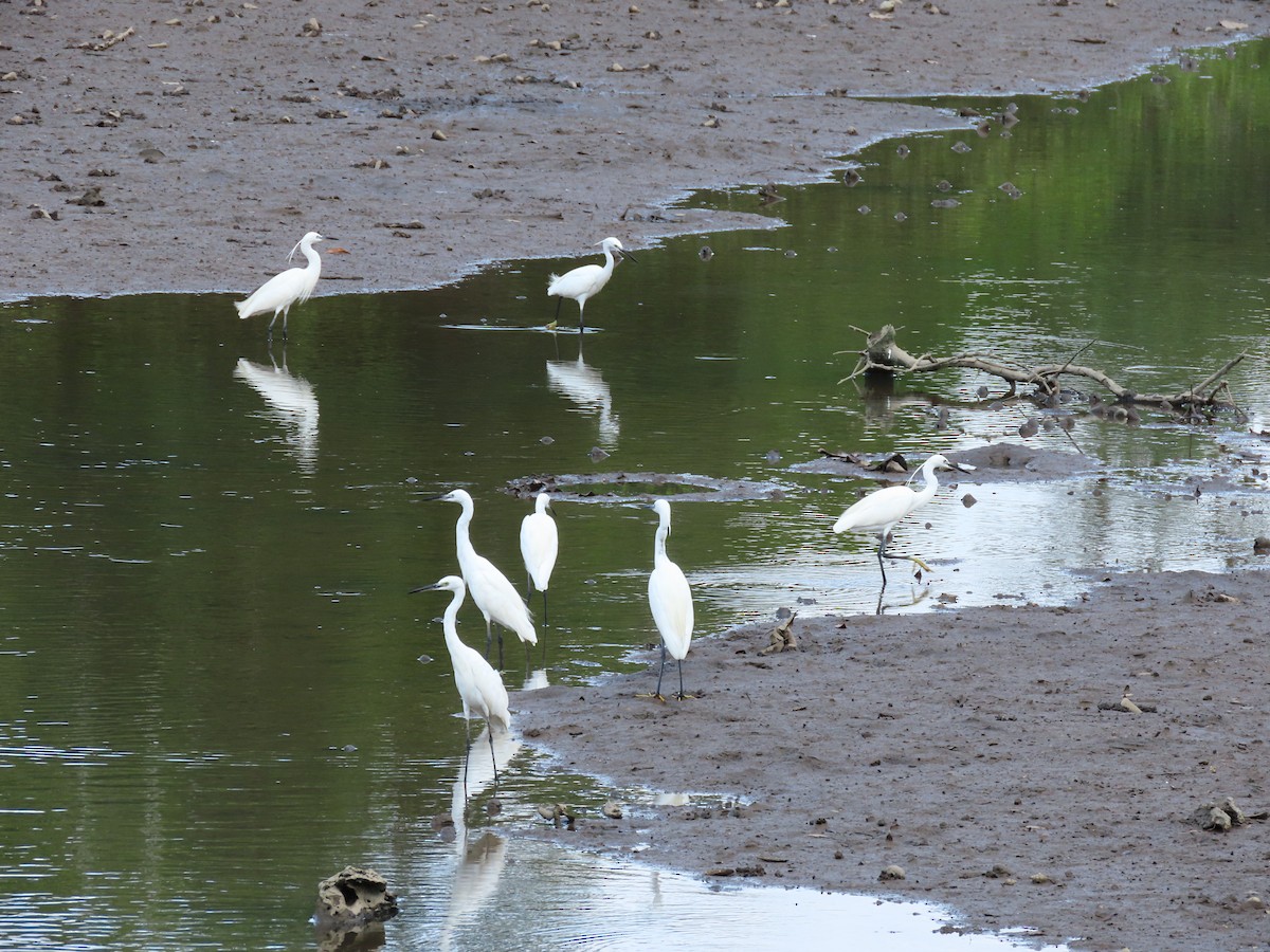 Little Egret - ML415540891