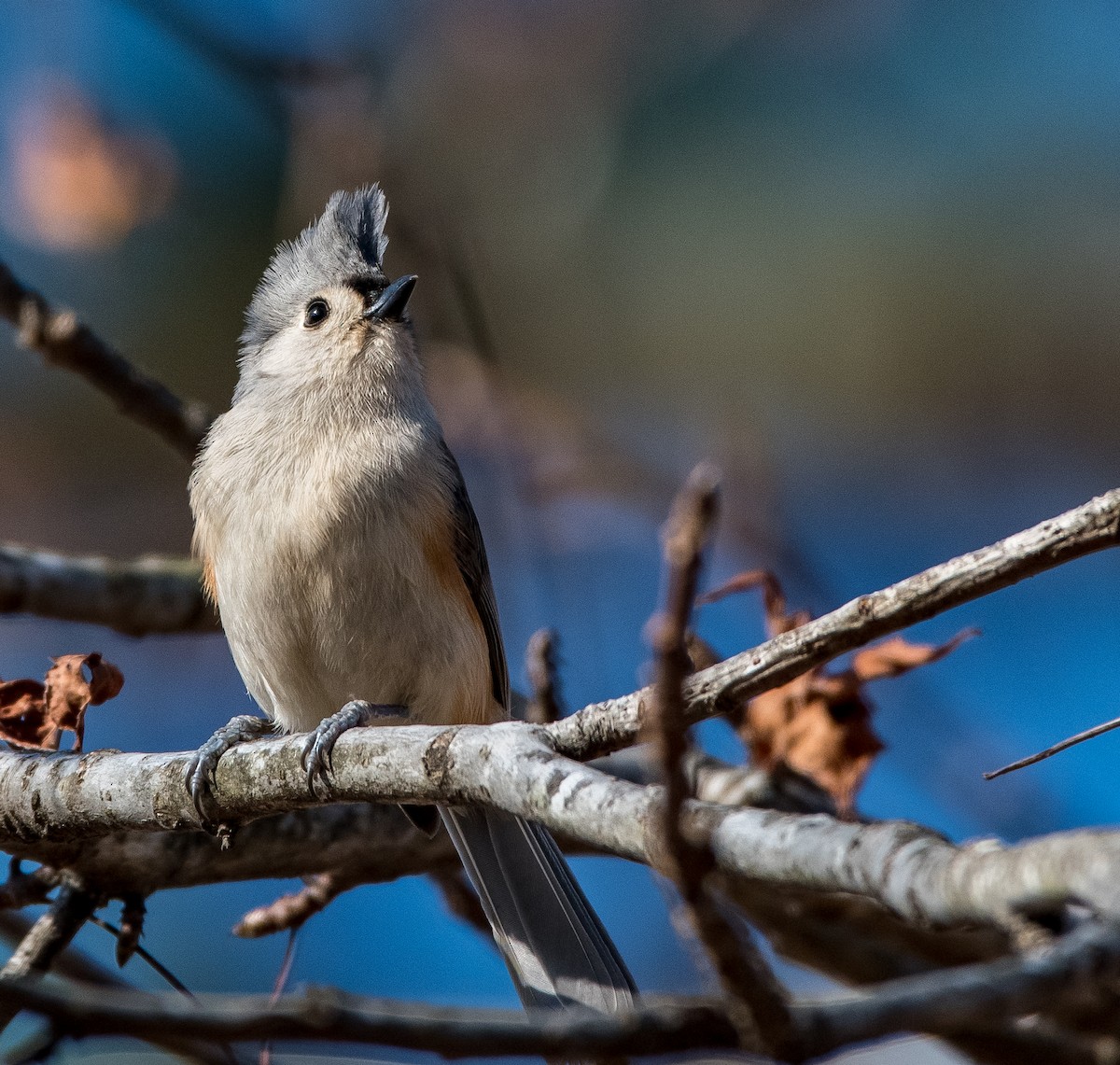 Tufted Titmouse - ML415541011