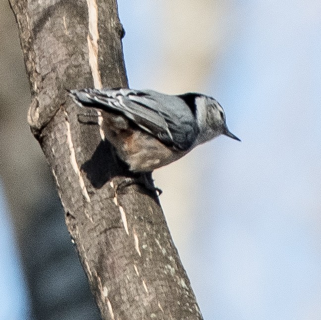 White-breasted Nuthatch - ML415541041