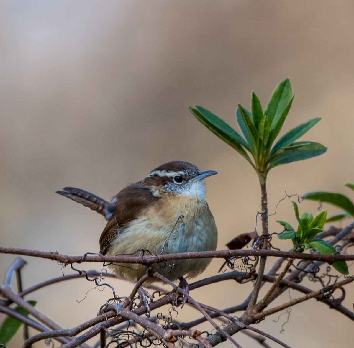 Carolina Wren - ML415541101