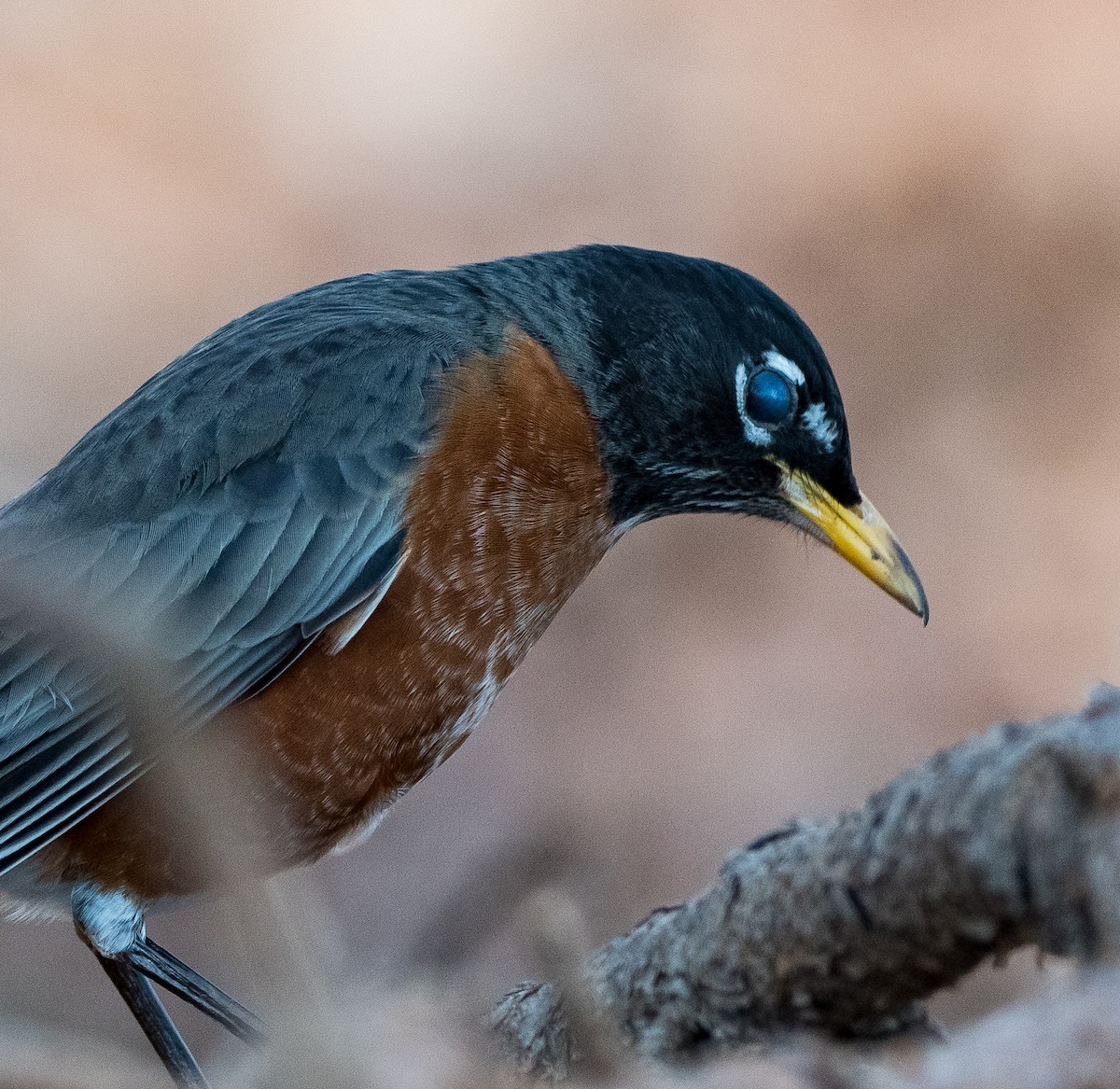 Zozo papargorria - ML415541131