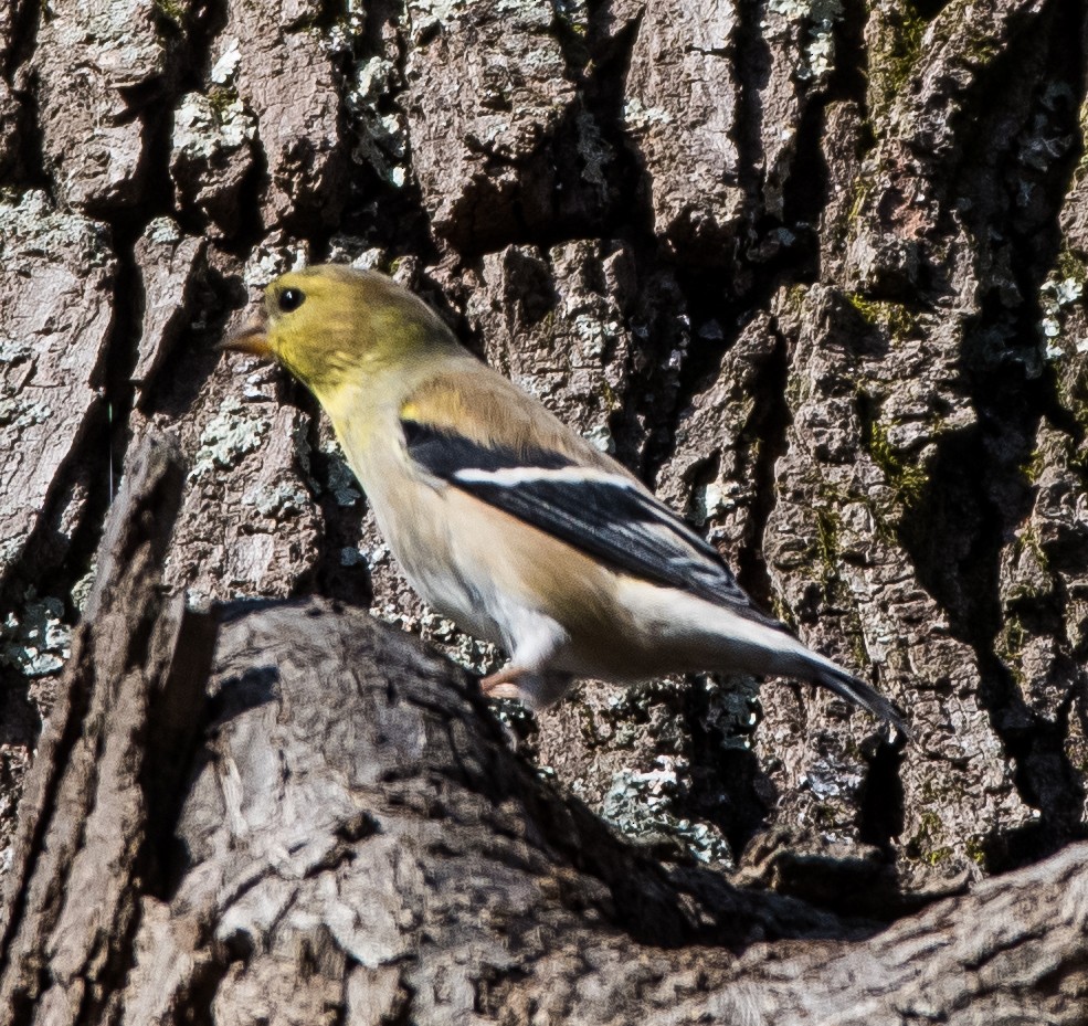 American Goldfinch - ML415541151